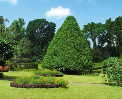 Šri Lanka. Peredanijos karališkasis botanikos sodas